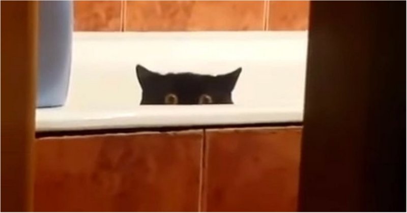 Кот украл свежую рыбу с кухонного стола и спрятался в ванной