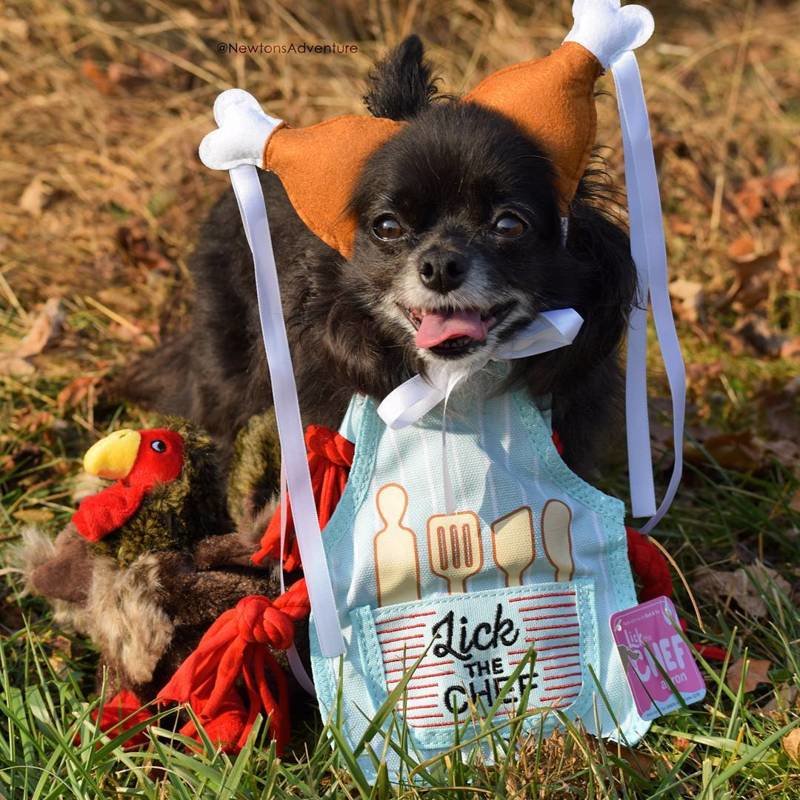 25 забавных фото собак в костюмах индейки на День благодарения