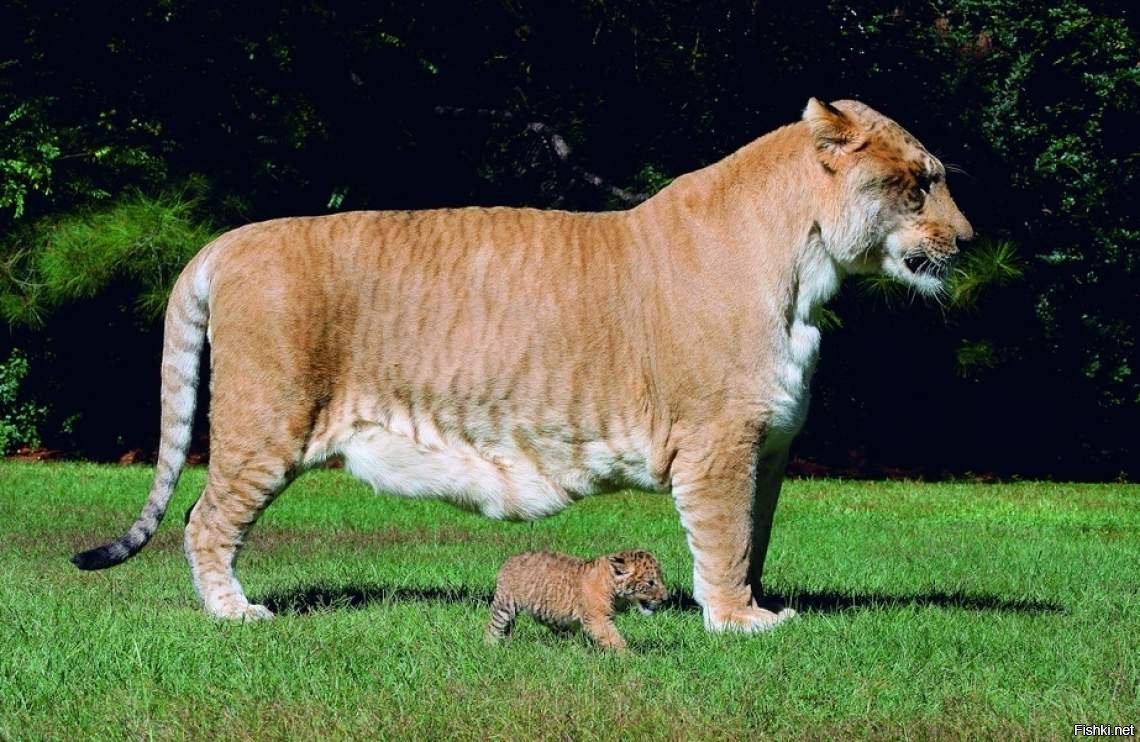 Тигриный Лев