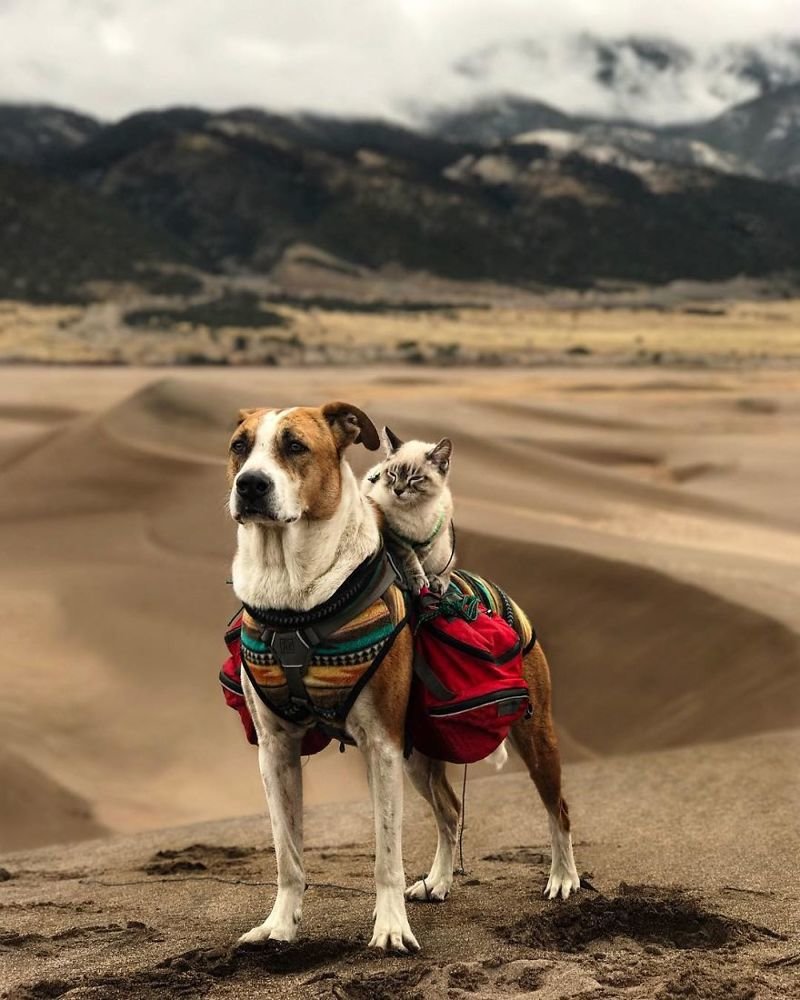 Кот и пес путешествуют вместе со своими хозяевами по Колорадо