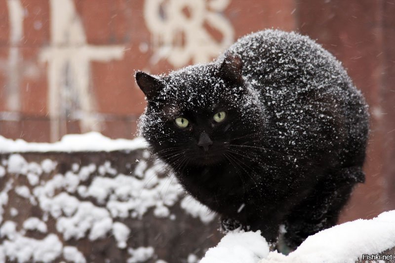 Я готов был пулями. Дорогой ты впустил кота. Кот предупреждает. Черный Мартовский кот. Дорогой ты впустил кота вечером.