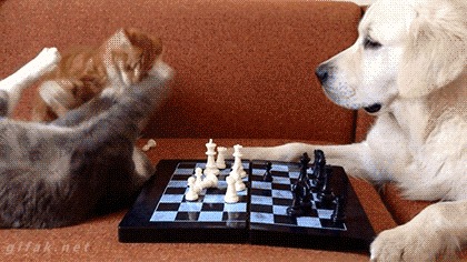 Мы играем в шахматы или как