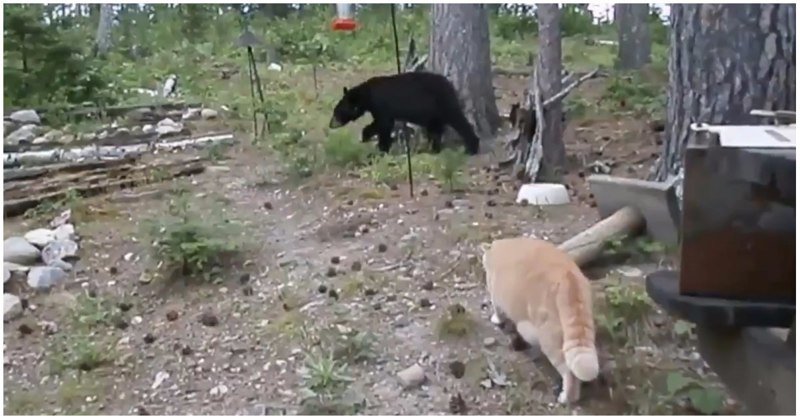 Рыжий кот загнал медвежонка на дерево