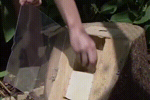 Умный ворон