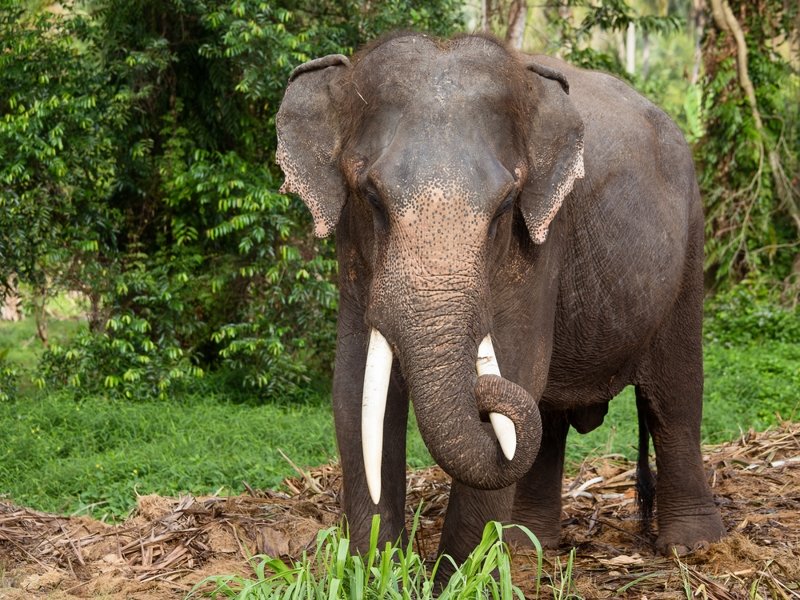 Слониха прикончила хозяина и спрятала тело
