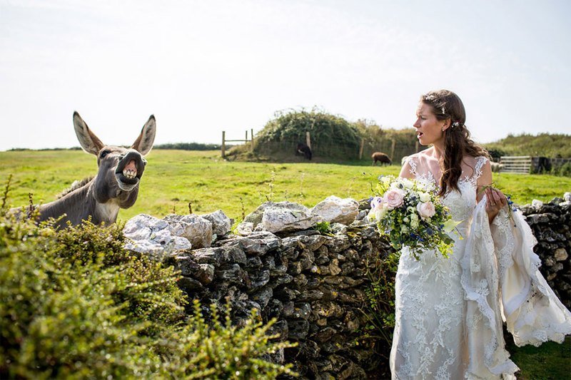 11 несчастных невест, которых затмили животные, случайно попавшие в кадр