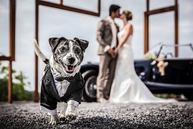 11 несчастных невест, которых затмили животные, случайно попавшие в кадр