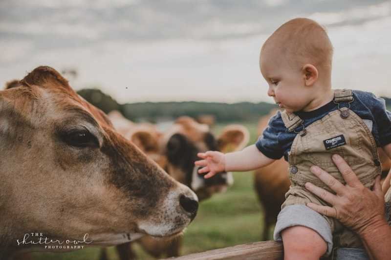 На ферме много животных - и в том числе коровы с телятами