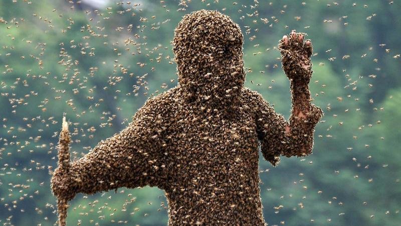 Африканские пчелы - одни из самых агрессивных среди насекомых