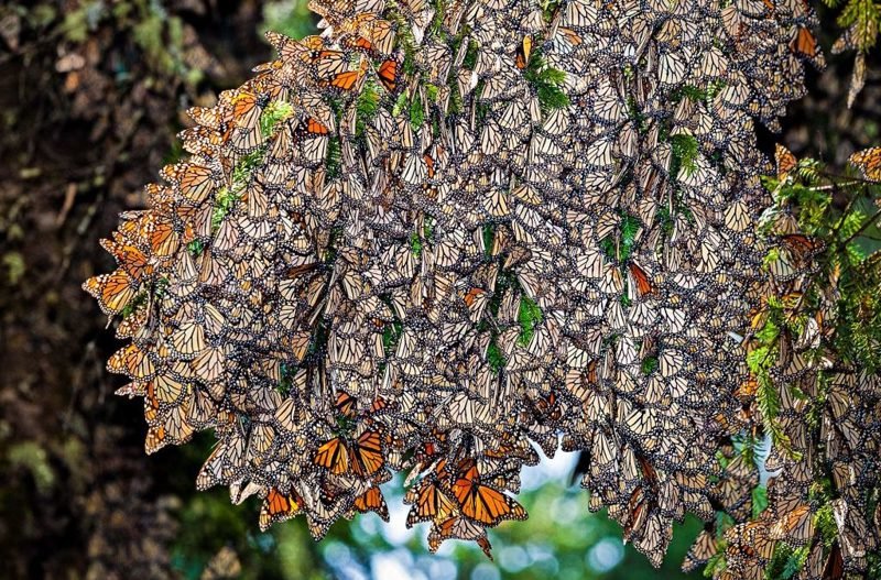 Бабочки устраивают массовый "полет" - мигрируют. Например известное красивое и одновременно пугающее зрелище мигрирующих бабочек Монарх