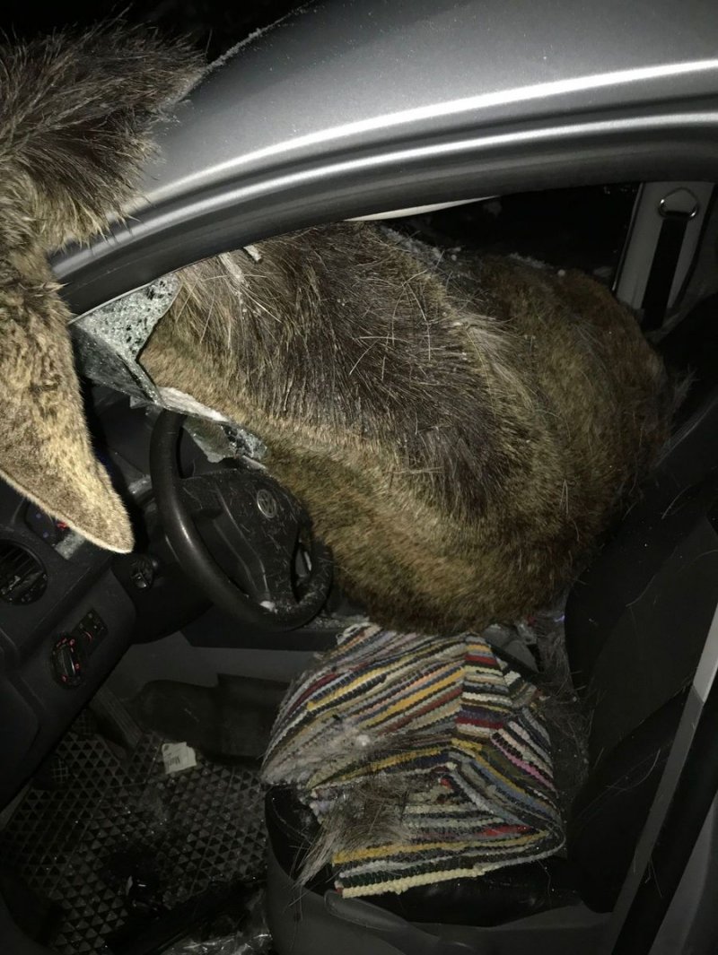 В Норвегии лось влетел в салон автомобиля