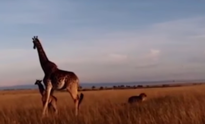 Она пыталась защитить детёныша: видео схватки жирафов со львом