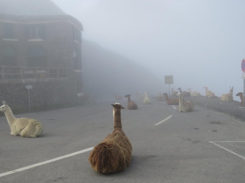 3. Ламы, отдыхающие на дороге, по которой должен был пройти восьмой этап "Тур де Франс" в 2016 году
