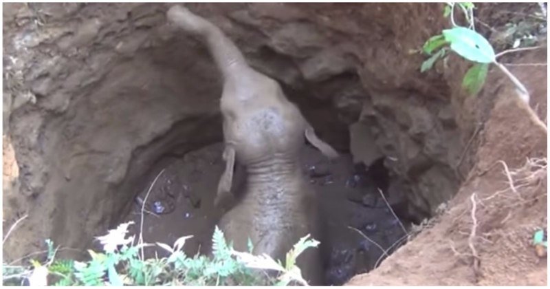 Спасение слонёнка, провалившегося в колодец