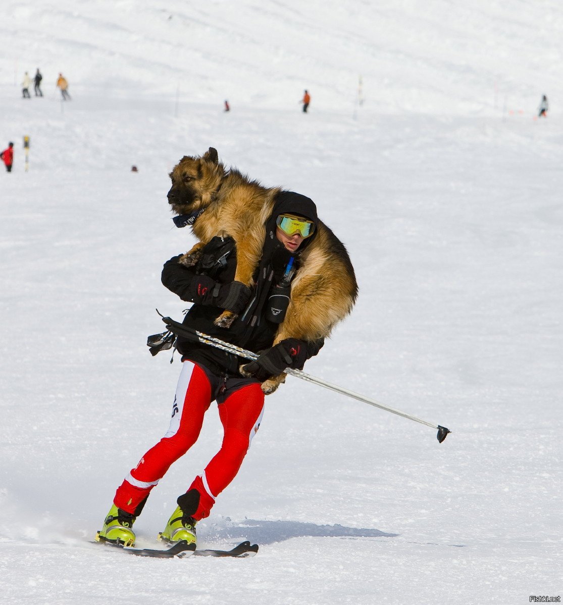 Собака на лыжах