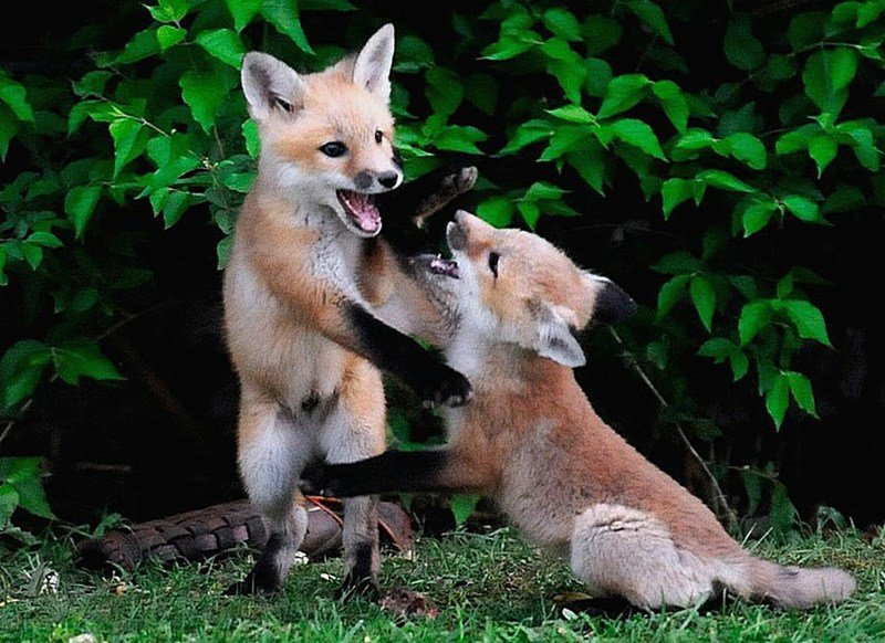 18. Две молодые лисицы резвятся вблизи своей норы, недалеко от города Мейсвилл, штат Кентукки.