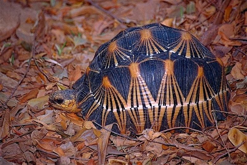 26. Лучистая черепаха  принадлежит отряду черепахи, классу пресмыкающиеся.