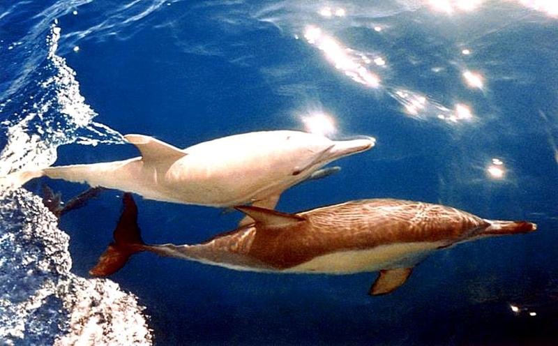 14. Редкий дельфин-альбинос плавает вместе с компаньоном у побережья Южной Австралии в марте 1994 года. REUTERS