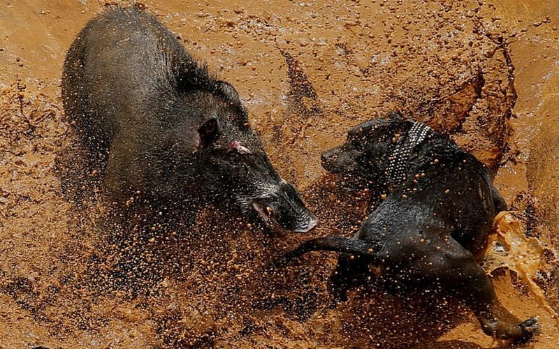 16. Кровавые бои между собаками и дикими кабанами в Индонезии