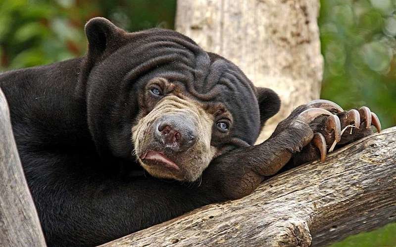 20. Малайский медведь бируанг. И еще - практически у всех бируангов голубые глаза