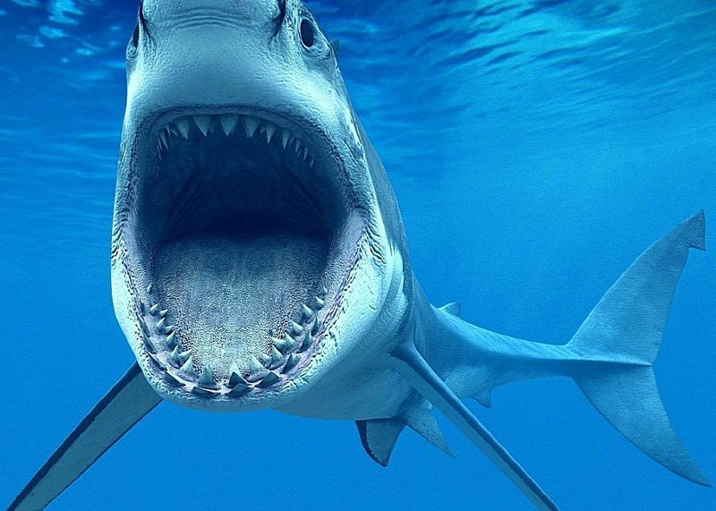 29. Австралийская Акула-бык из рода серых акул, или тупорылая акула, она же бычья акула, она же лохань-голова