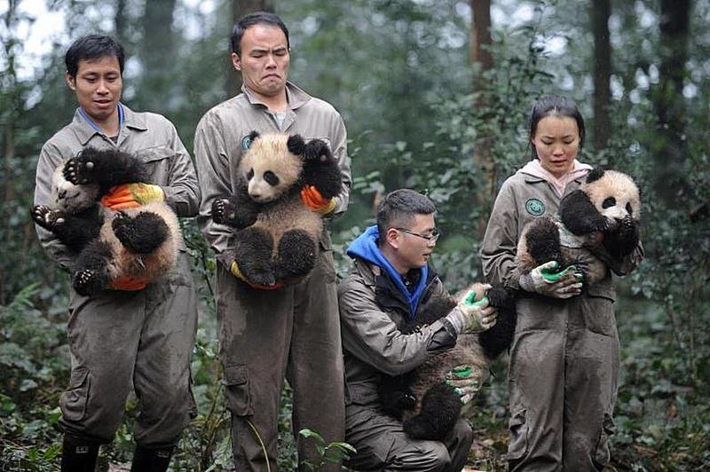 6. Ученые держат гигантских панд. Китай 11 января 2017 года. China Daily через REUTERS