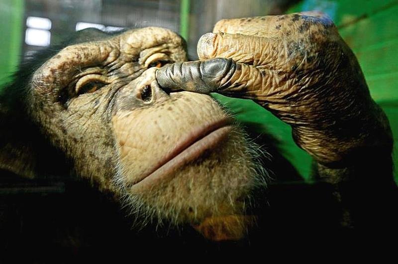 1. Шимпанзе Анфиса в зоопарке в Красноярске, Россия, 18 октября 2017 года.