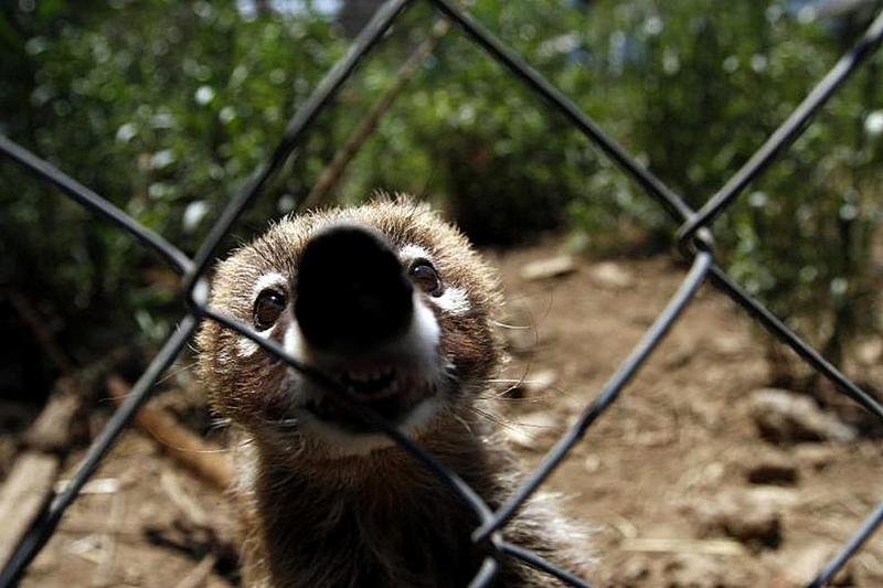 9 Коати — млекопитающее из рода носух семейства енотовых в вольере на окраине Мехико, 20 мая 2011 года. REUTERS.