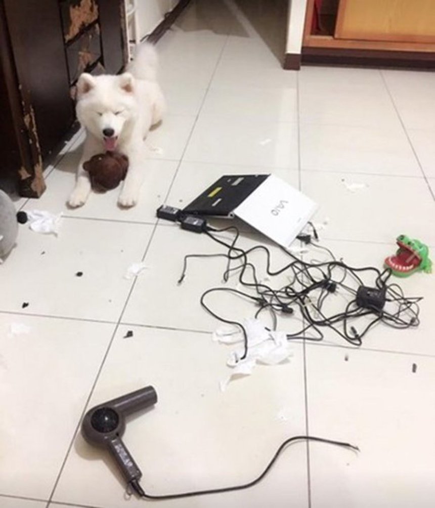 Собака съела игрушку. Собака проглотила игрушку. Собака проглотила наушники. Проги собака.