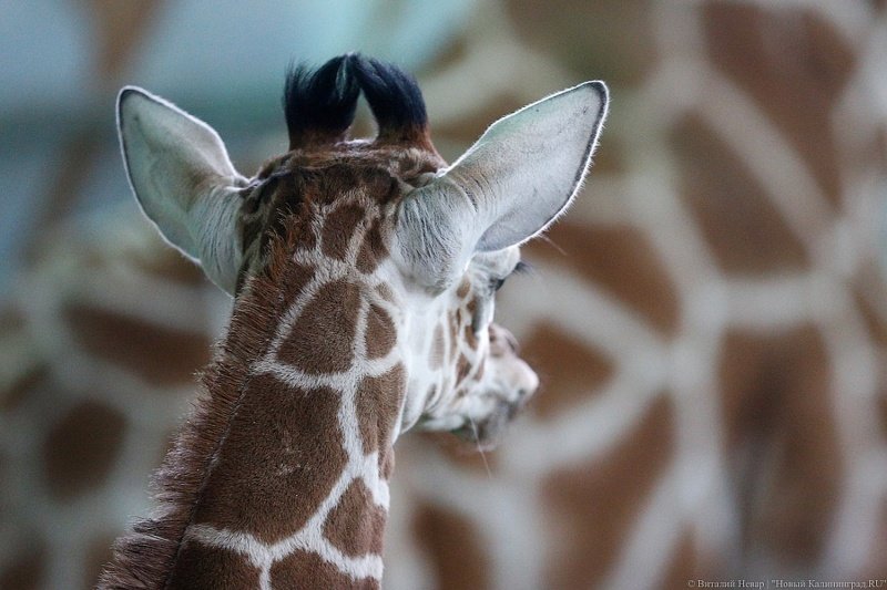 В Калининградском зоопарке родился жирафенок 