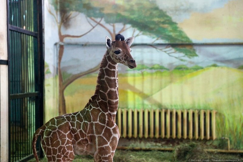 В Калининградском зоопарке родился жирафенок 