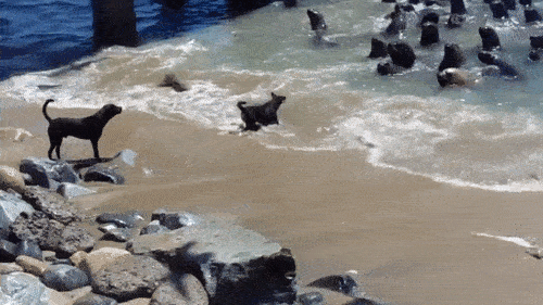 Гифки дня Гифки дня