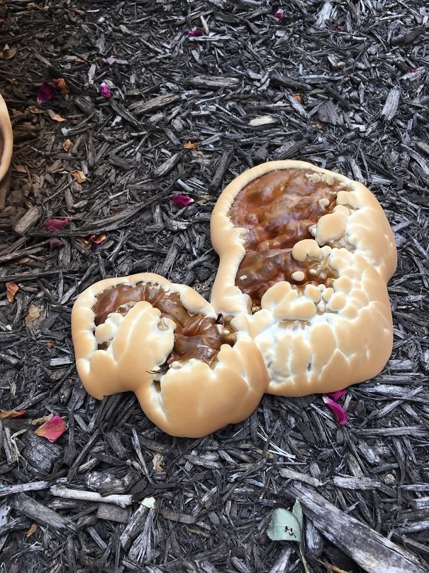 Похоже на аппетитные печенья, но в реальности - несъедобные грибы