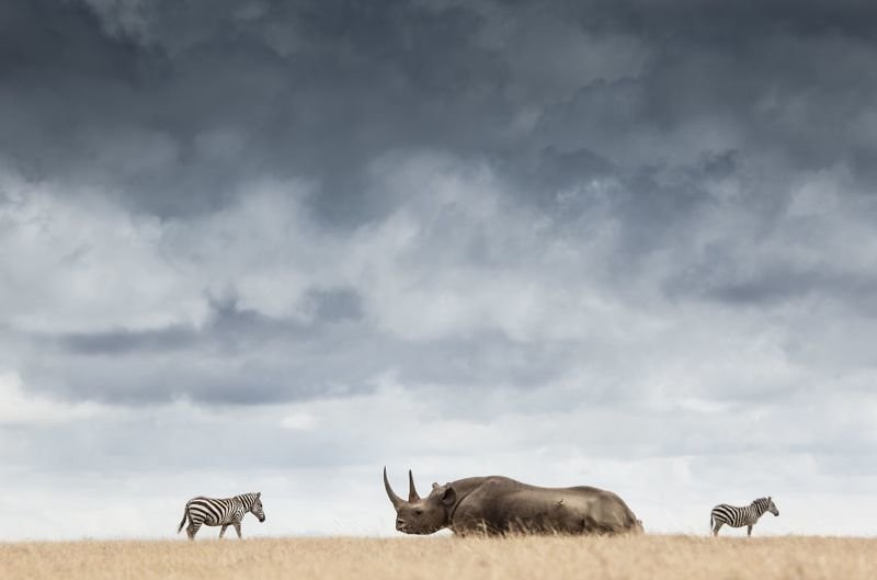 Момент встречи находящегося под угрозой исчезновения черного носорога с зеброй. Рог такого носорога - одна из самых ценных вещей на Земле. Единственный его законный владелец - сам носорог!