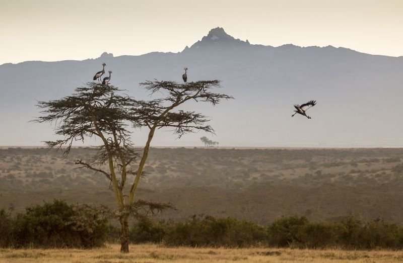 Венценосные журавли в предгорьях Кении
