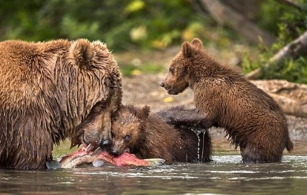 Фотограф воспользовался шансом поближе познакомиться с медвежьим семейством