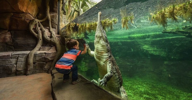 Знакомство с крокодилом