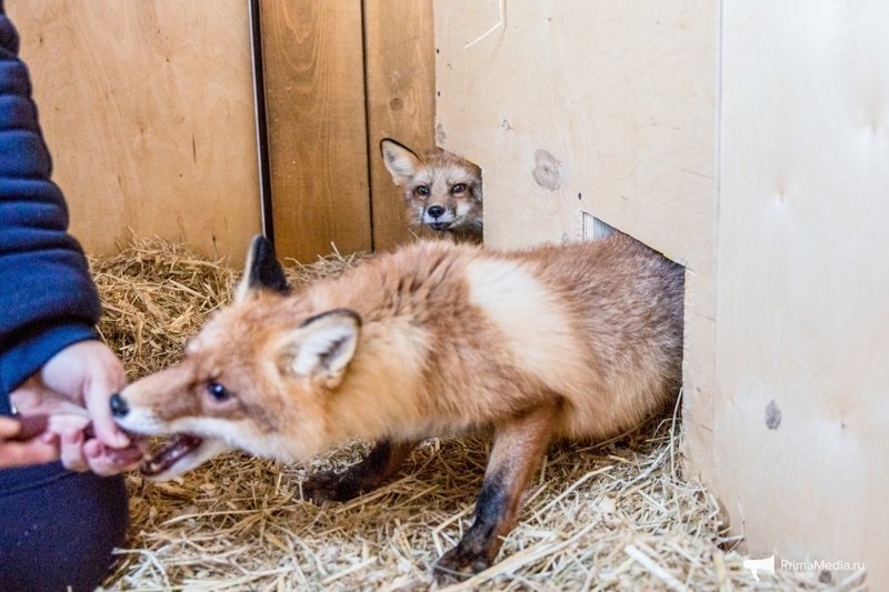 Как разводят домашних лисиц во Владивостоке