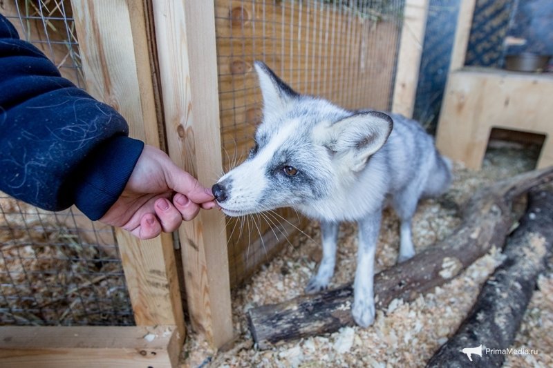 Как разводят домашних лисиц во Владивостоке