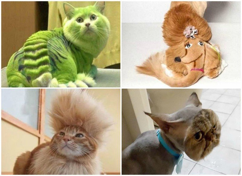 Породы кошек и их прически