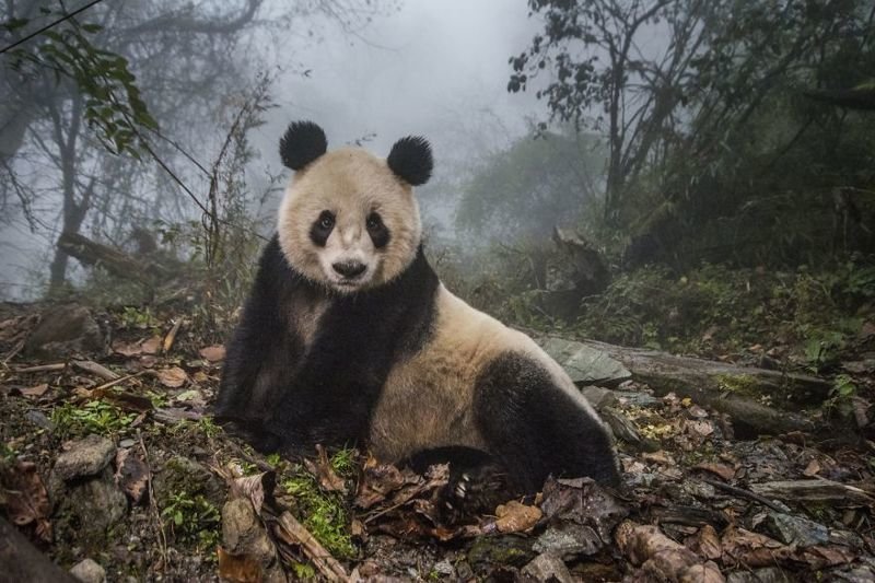 2-е место в категории "Животные в своей естественной среде обитания": "Панды одичали", Эми Витале 