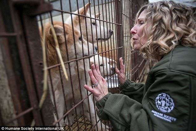 Некоторые зоозащитники не могли сдержать эмоций при виде собак