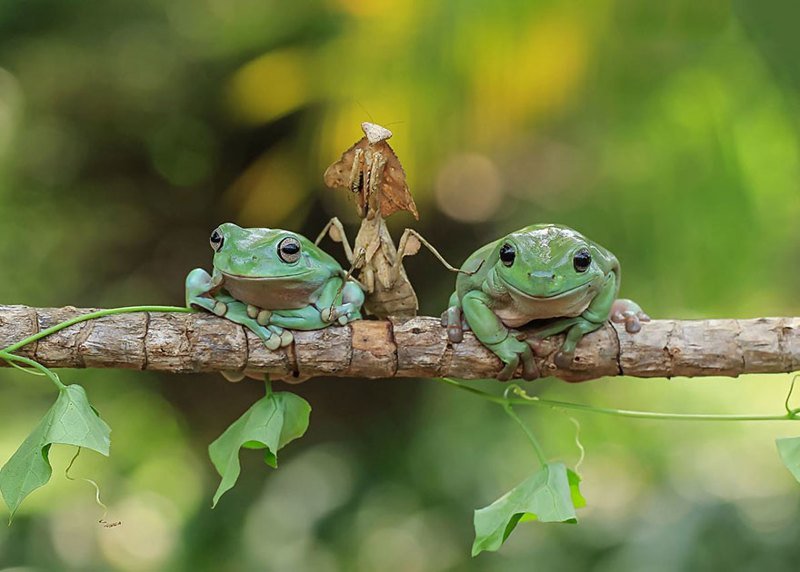 Царевна-лягушка: индонезиец снимает неожиданные грани обычных лягушек