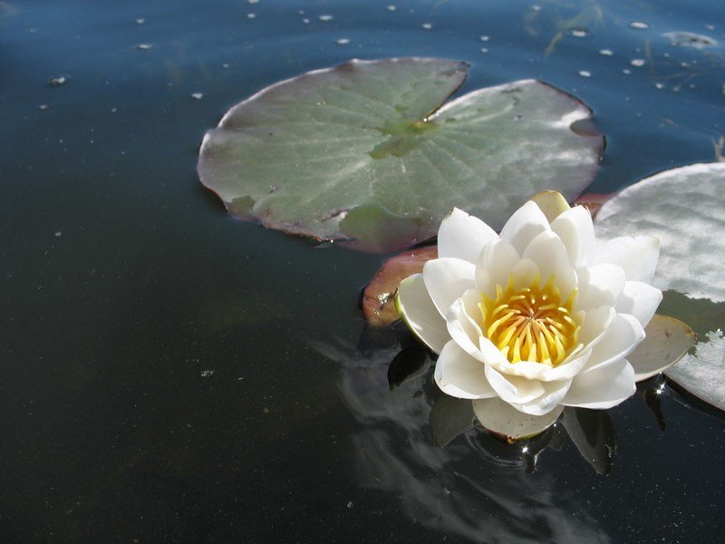 Водяная лилия, белая кувшинка, Nymphaea candida. Солнца Вам в ленту