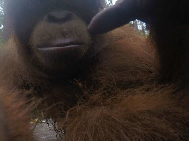 Орангутан нашел в лесу спрятанную камеру и начал делать селфи 