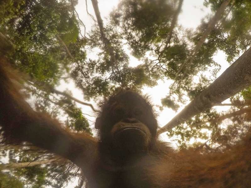Орангутан нашел в лесу спрятанную камеру и начал делать селфи 
