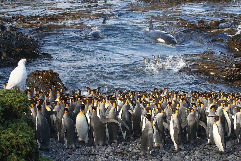 Пингвины пережидают нашествие косаток