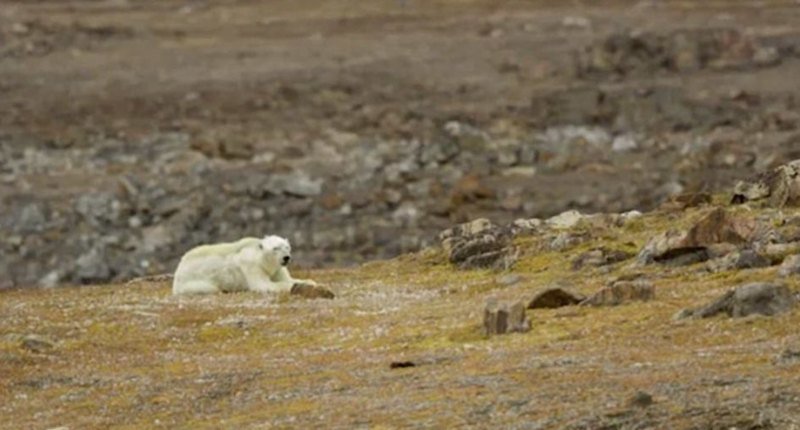 Простая истина заключается в том, что если Земля продолжит нагреваться, мы потеряем не только медведей, но и целые полярные экосистемы