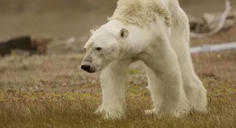 Популяция белых медведей сократится на треть из-за таяния льдов в следующие 35 лет