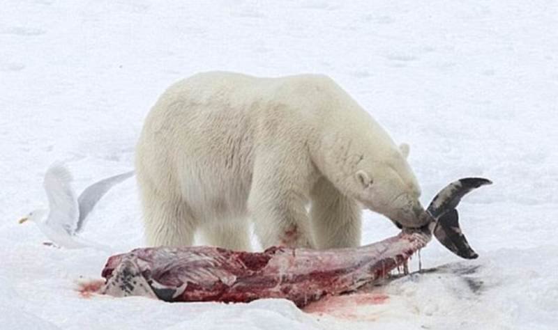 Все больше времени белые медведи вынуждены проводить на суше в поисках альтернативных источников питания